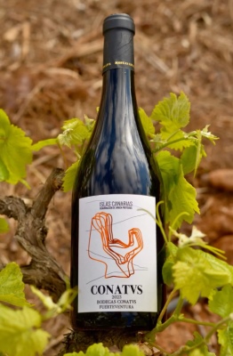 Vino Tinto Conatvs
