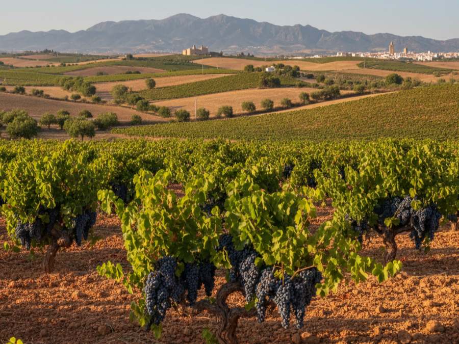 Wijnhuizen in D.O. Yecla Murcia
